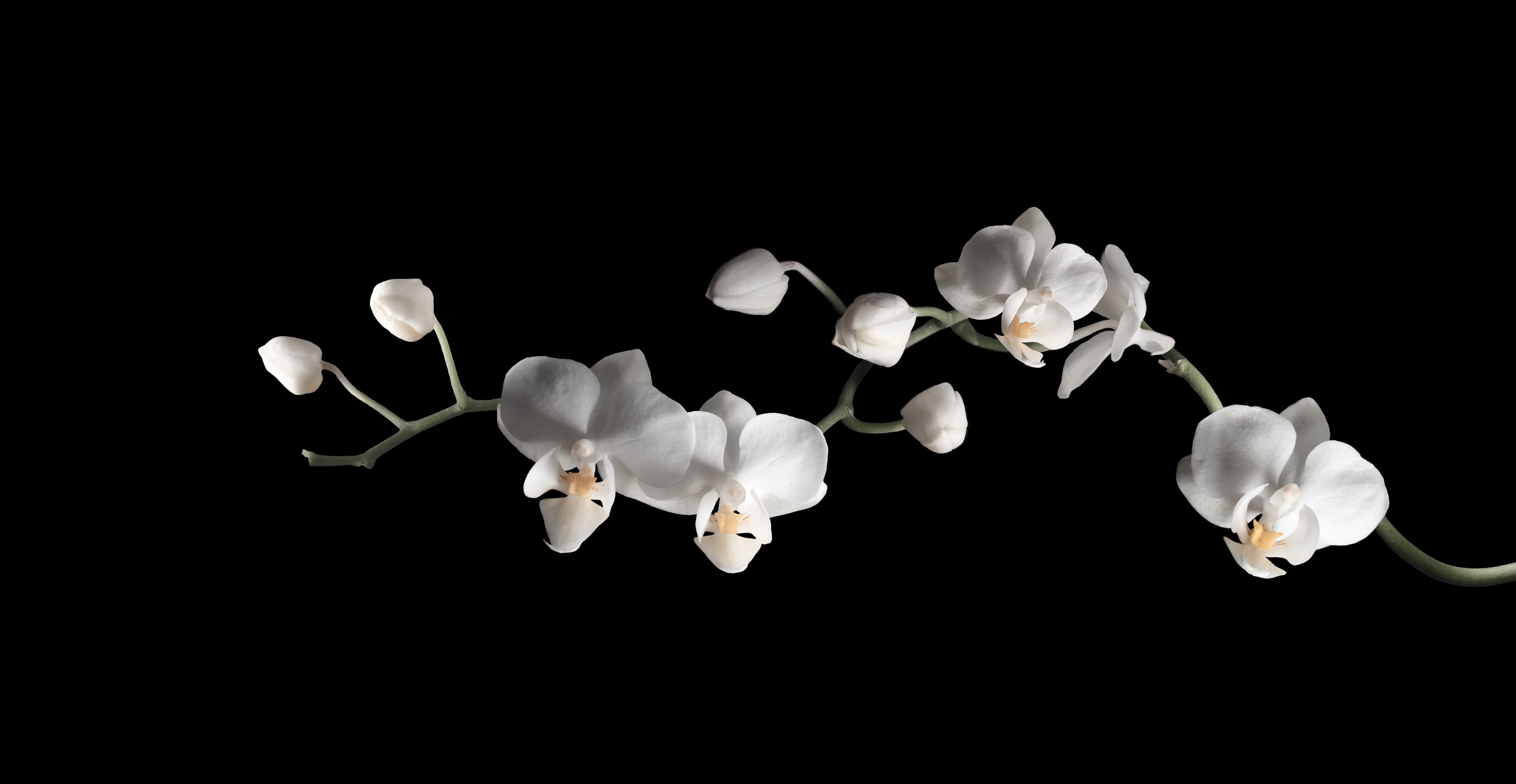 Orchid
